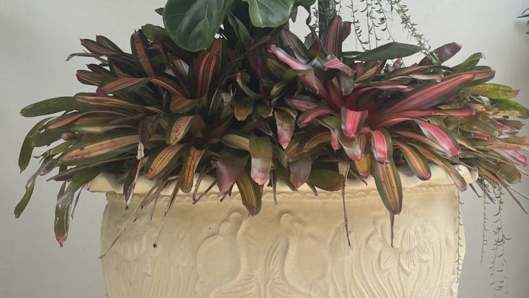 Planting Flowers and Trees in Planters